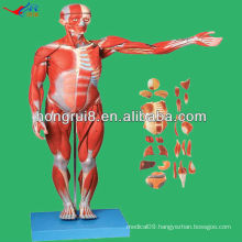 2013 HOT SALE 170cm Life Size Deluxe human muscle and organs anatomy model,human muscle anatomy